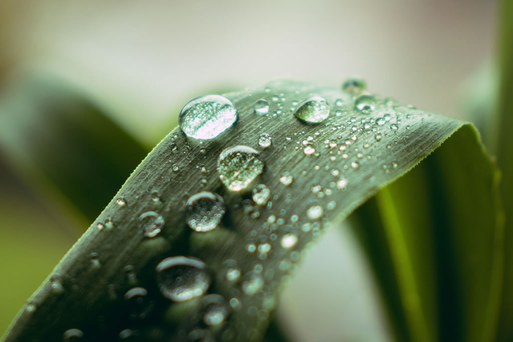Lawn and Ornamental Service